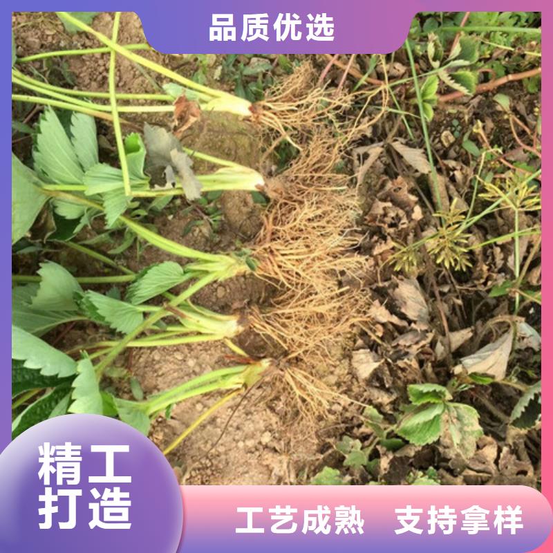 妙香7号草莓苗-妙香7号草莓苗价格透明