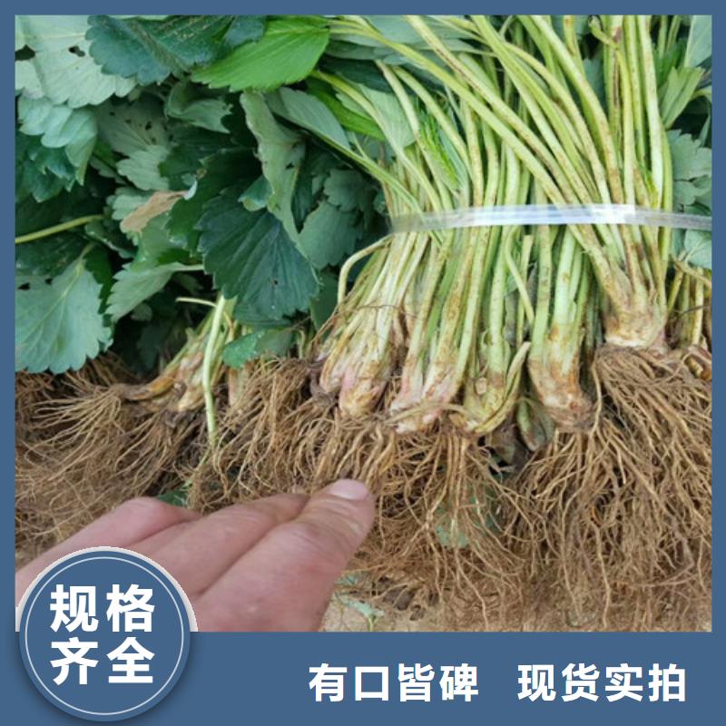 奶油草莓苗价格