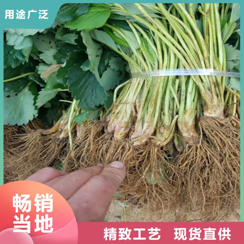 草莓苗果树苗免费询价