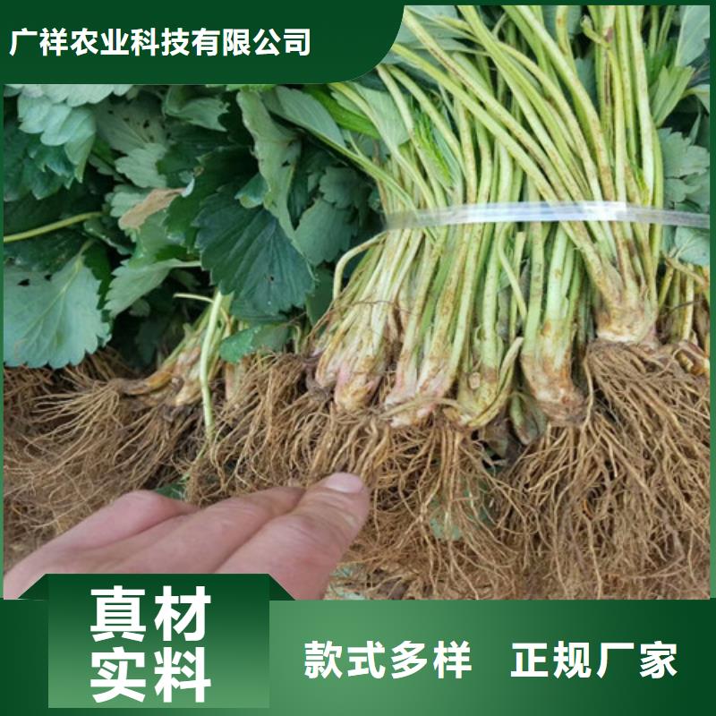 【草莓苗】果树苗真材实料诚信经营