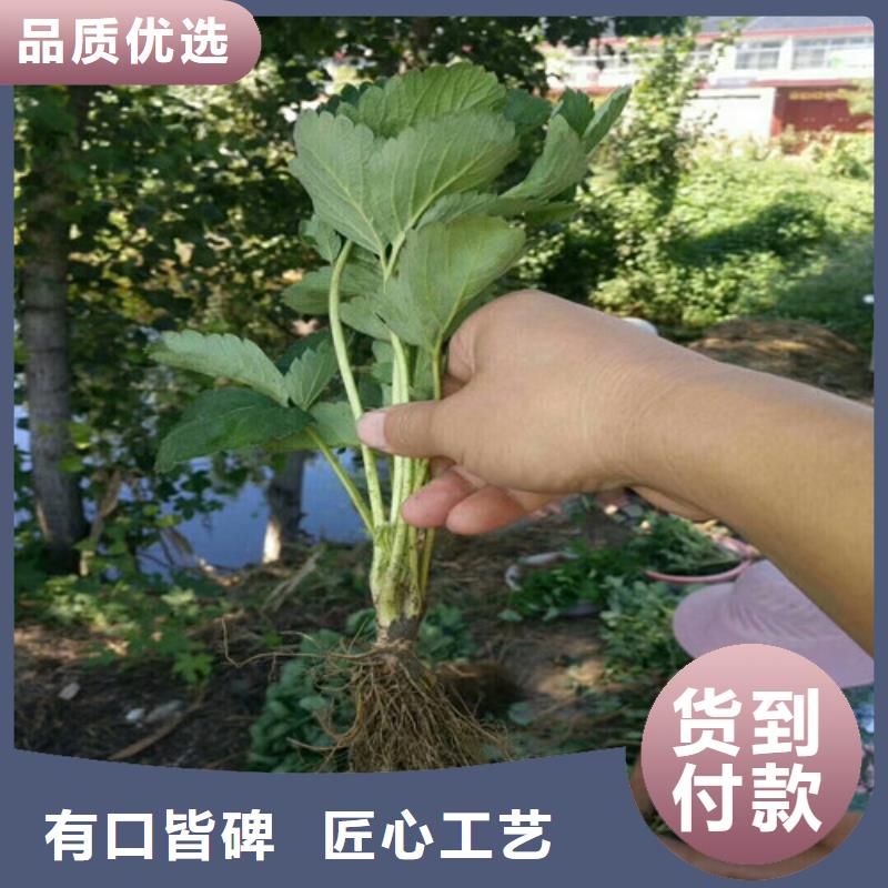 定制甜宝草莓苗_诚信企业