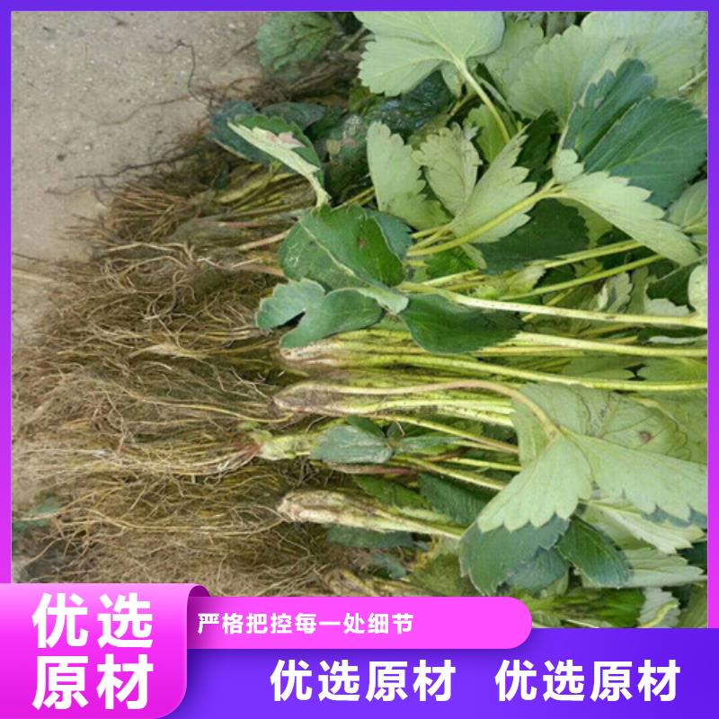 【草莓苗梨树苗销售的是诚信】