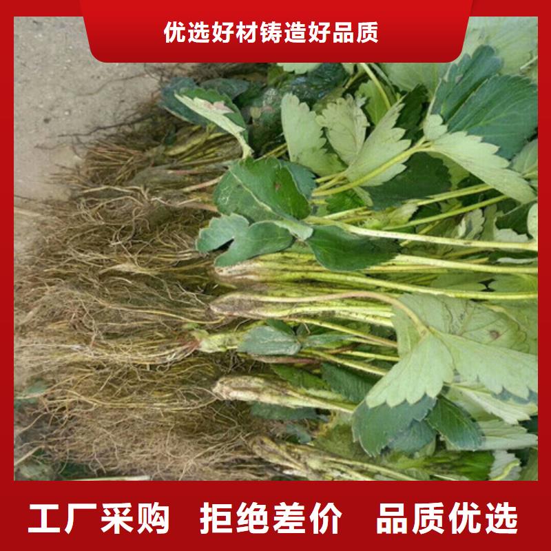 大通一年生脱毒草莓苗，脱毒草莓苗2025年报价