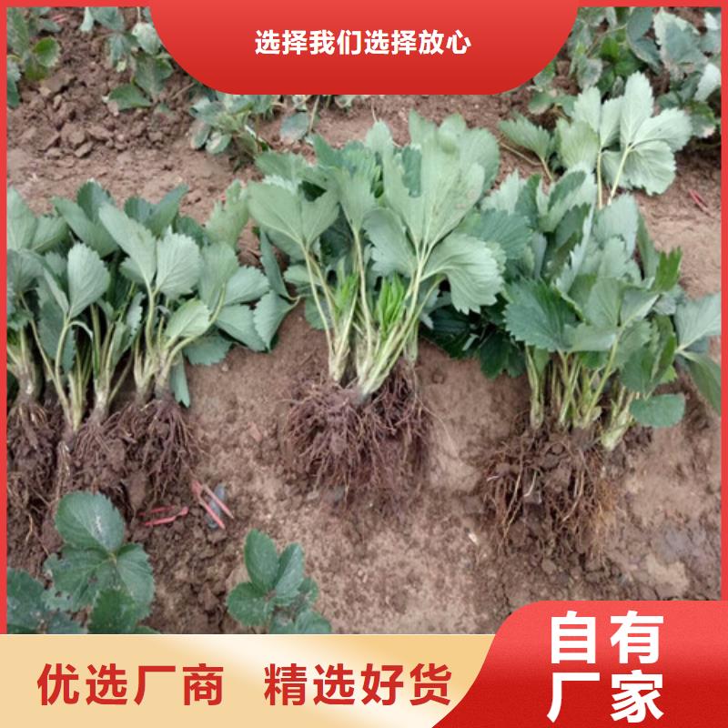 【草莓苗】果树苗厂家规格全