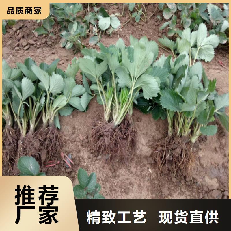 草莓苗【蟠枣树苗】实力厂家直销