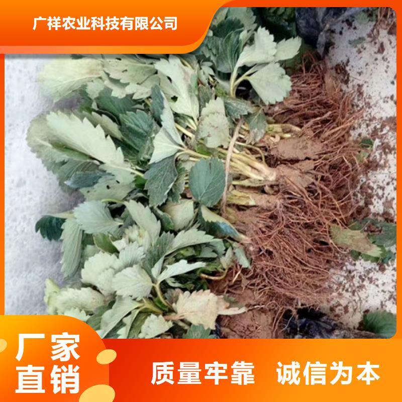 草莓苗【黄宝石梨树苗】质量好