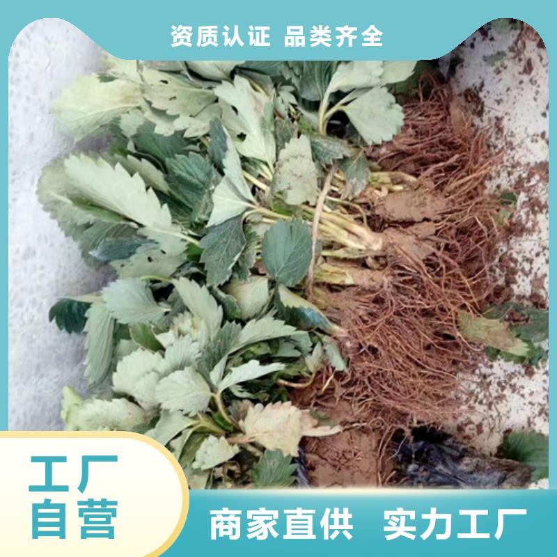 草莓苗黄金苹果树苗多年行业积累