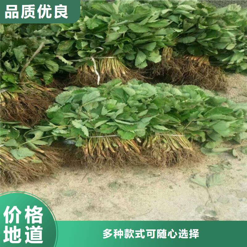 草莓苗梨树苗采购无忧