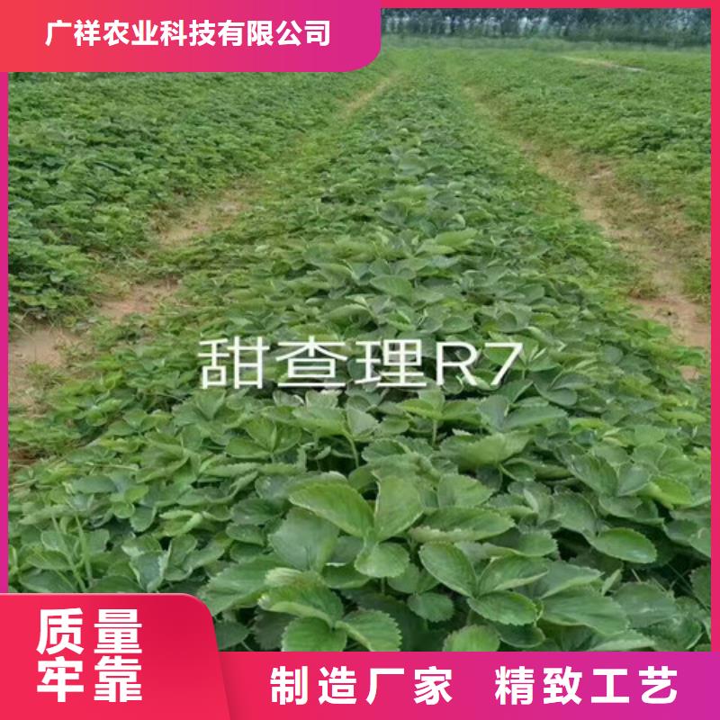 香蕉草莓苗大品牌放心购