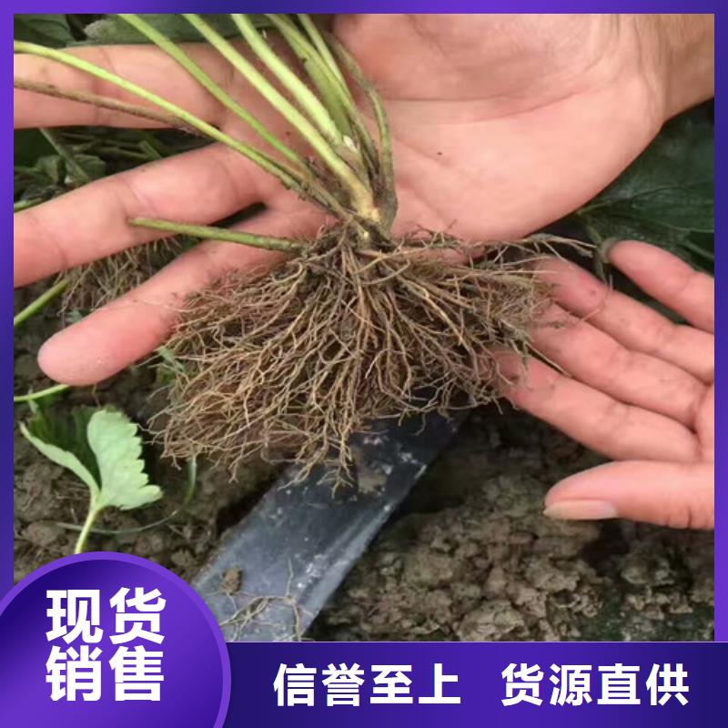 草莓苗桃树苗现货快速采购