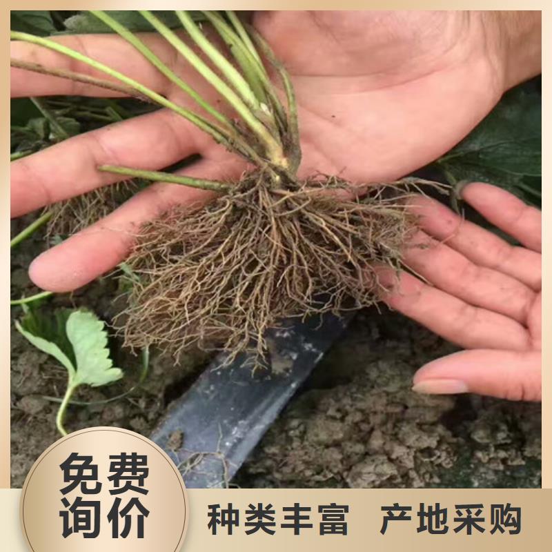 【草莓苗】-草莓苗价格出厂价