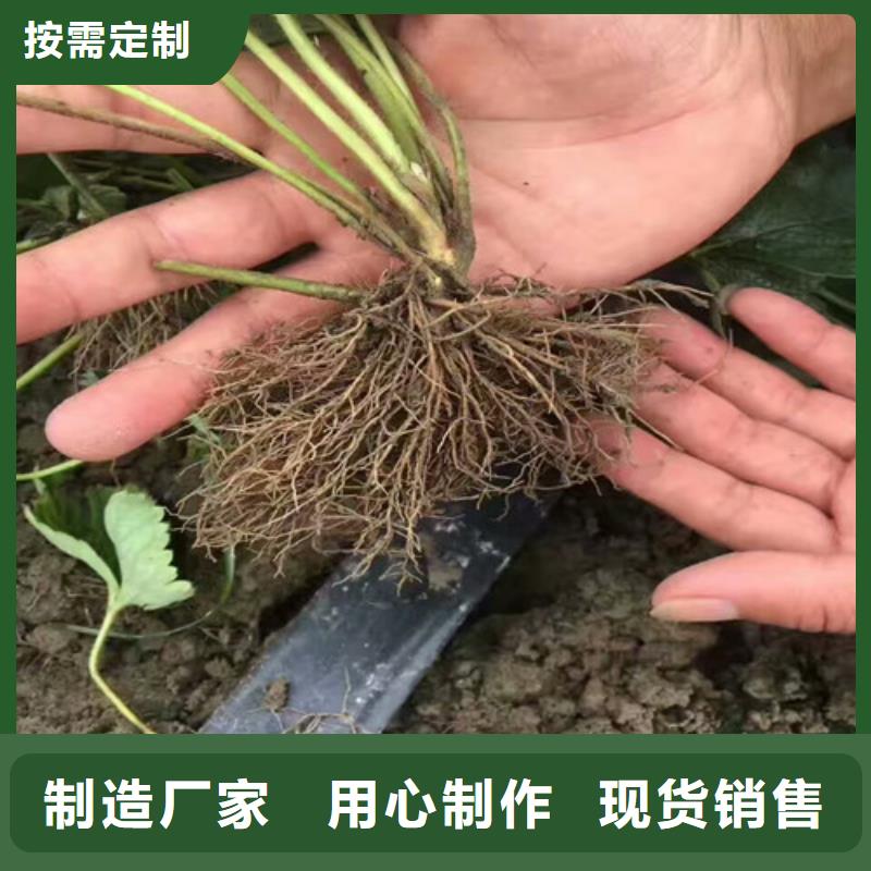 草莓苗西梅树苗随心所欲定制