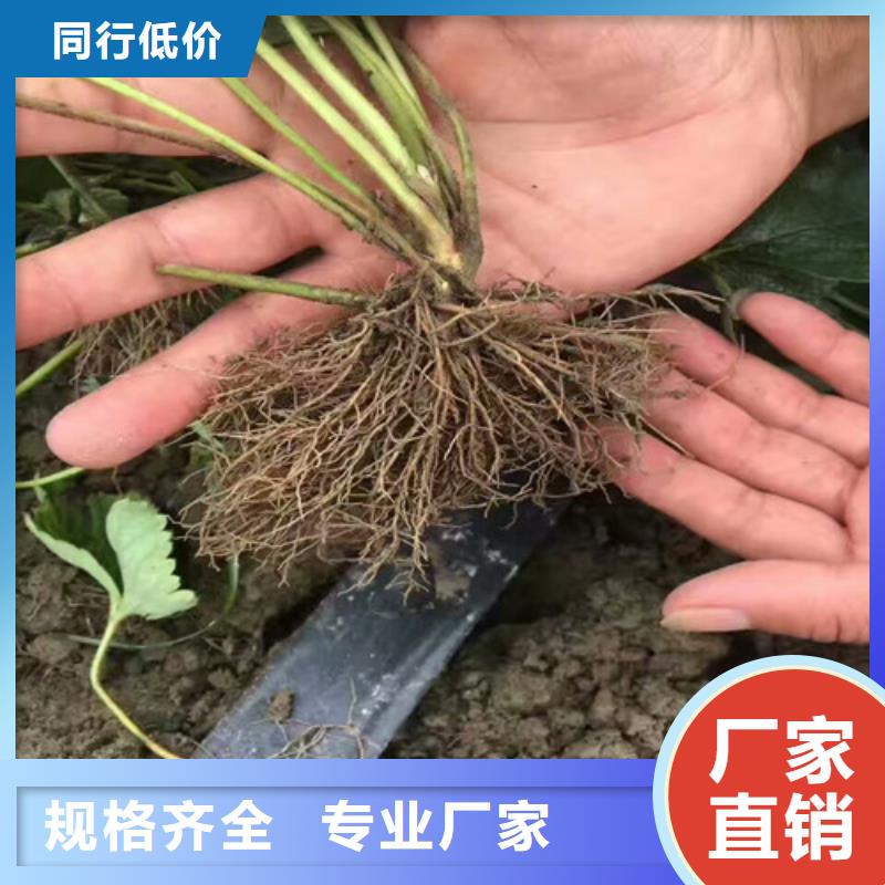 销售草莓苗_品牌厂家