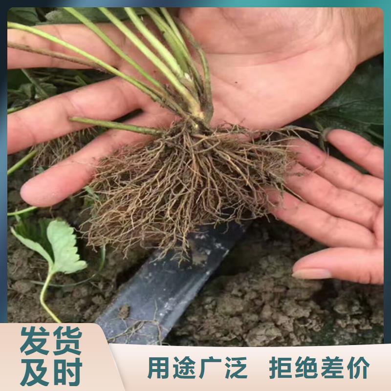 草莓苗,樱桃苗基地支持批发零售