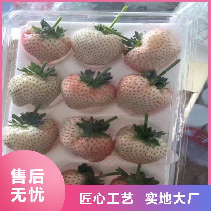 草莓苗桃树苗基地厂家新品