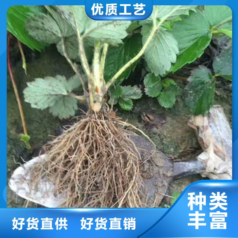 【草莓苗梨树苗基地合作共赢】