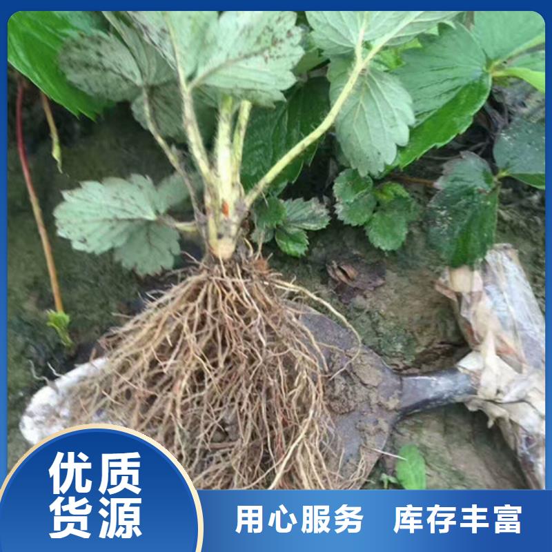 【草莓苗桃树苗基地满足多种行业需求】