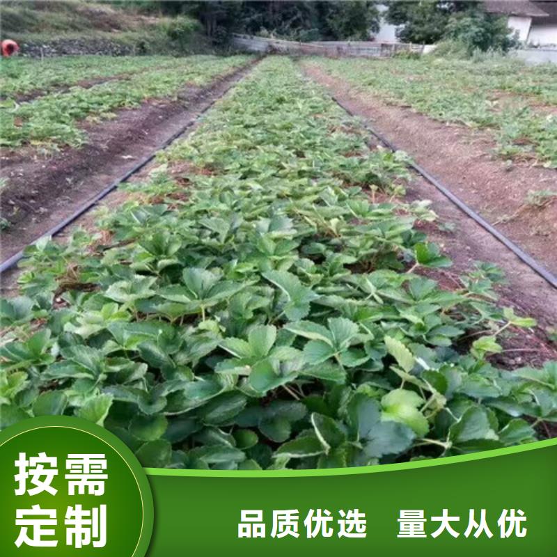 草莓苗【大棚草莓苗】批发价格