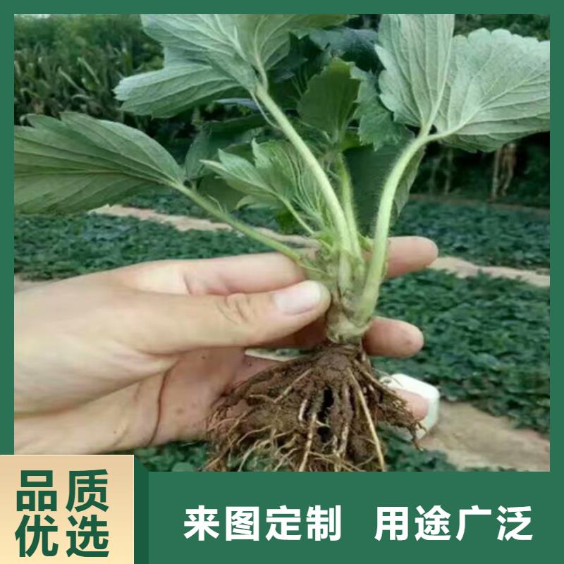 龙湾红颜草莓苗放心选择