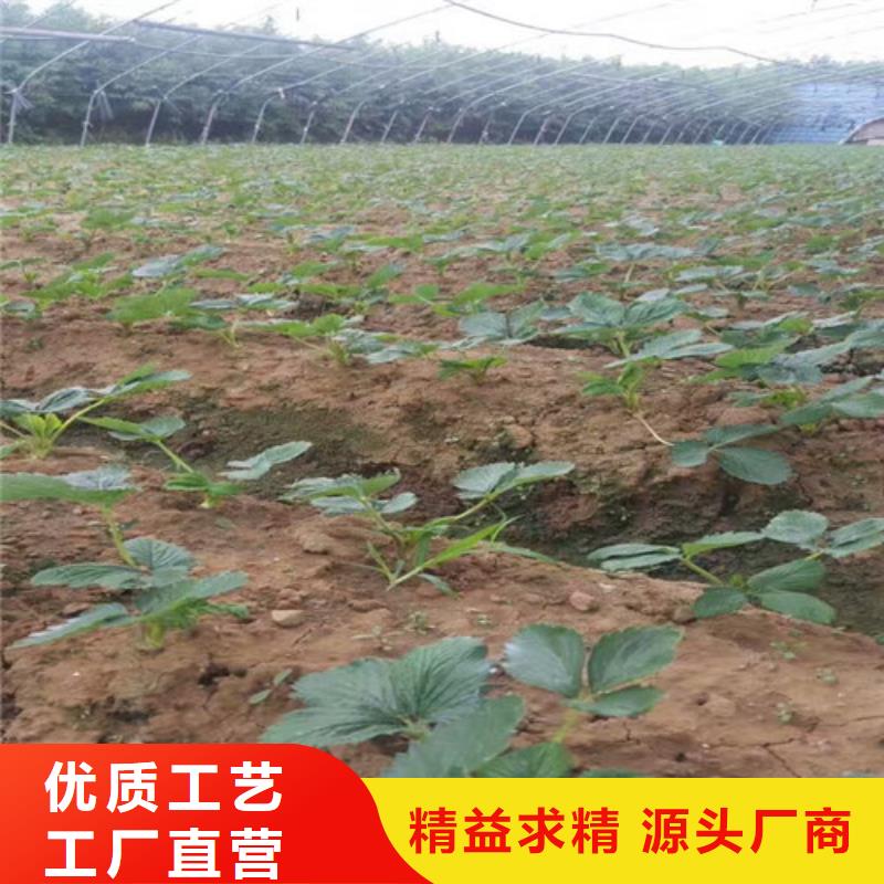 草莓苗黄宝石梨树苗产品细节参数