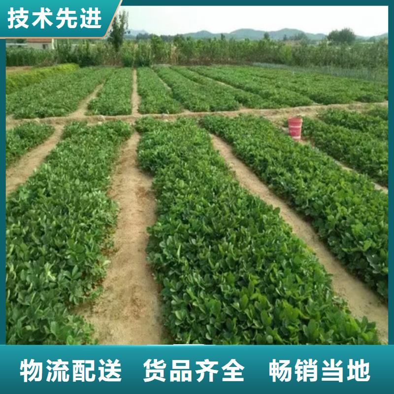 草莓苗【黄宝石梨树苗】质量好