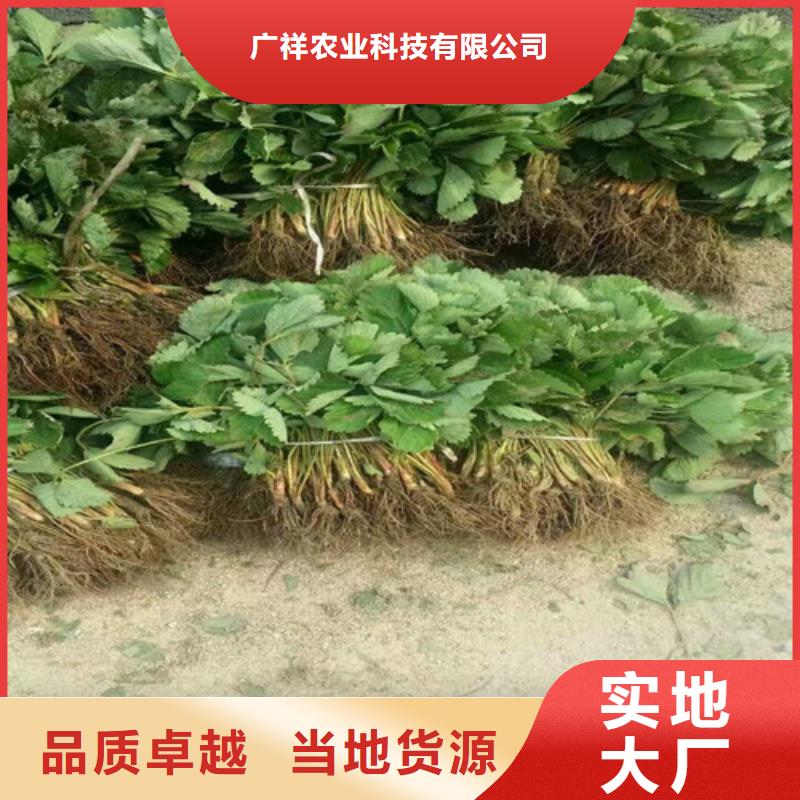 白果草莓苗优品推荐