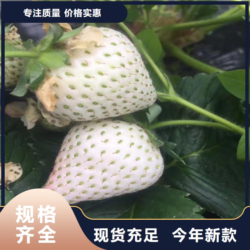 广宁白草莓苗实体厂家