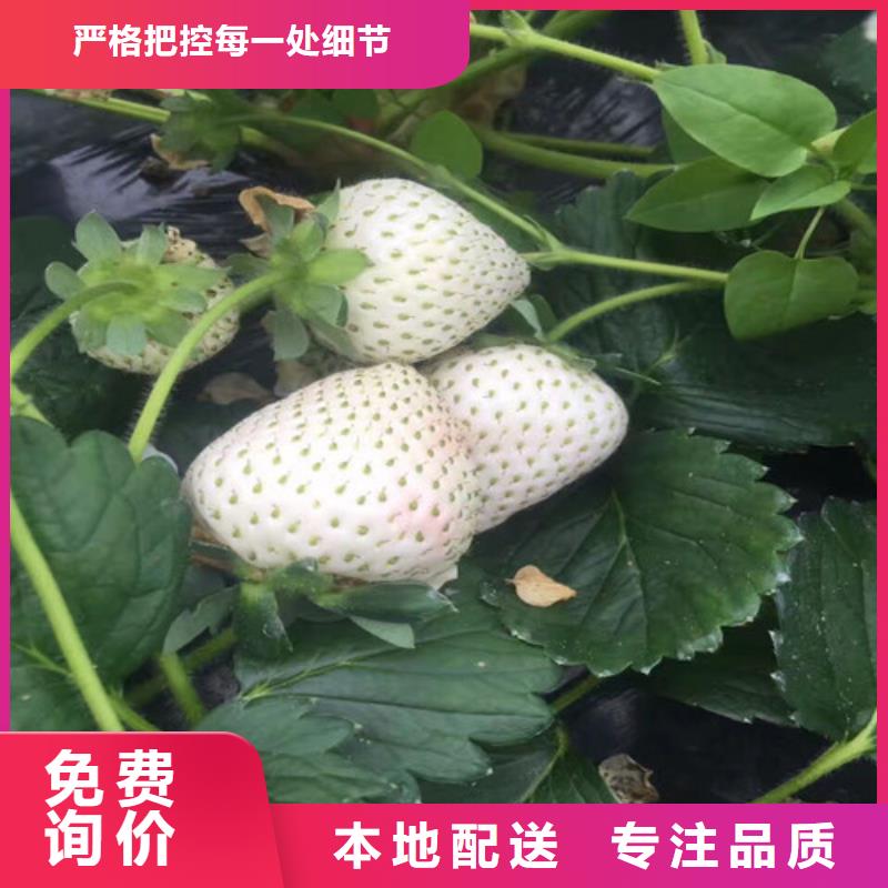 哪里出售艳丽草莓苗，艳丽草莓苗亩产多少