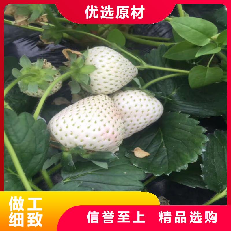 【草莓苗梨树苗销售的是诚信】