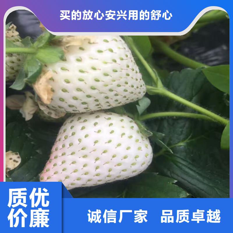 草莓苗西梅树苗随心所欲定制