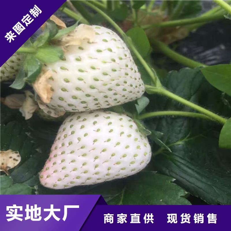 【草莓苗,苹果苗货品齐全】