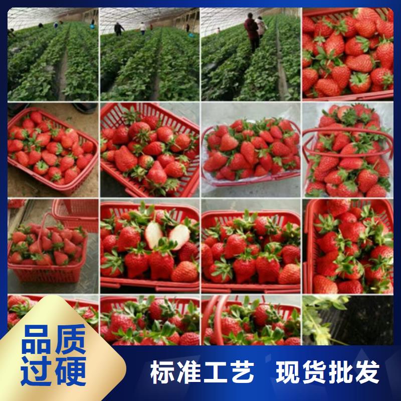 香蕉草莓苗大品牌放心购