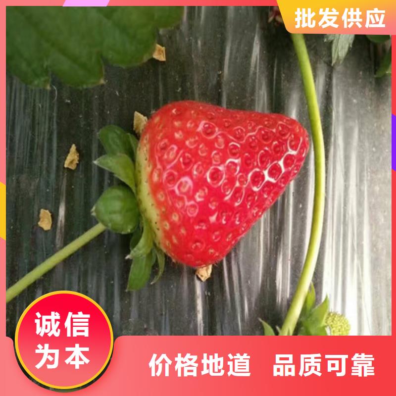 【草莓苗】冬雪蜜桃树苗买的放心安兴用的舒心