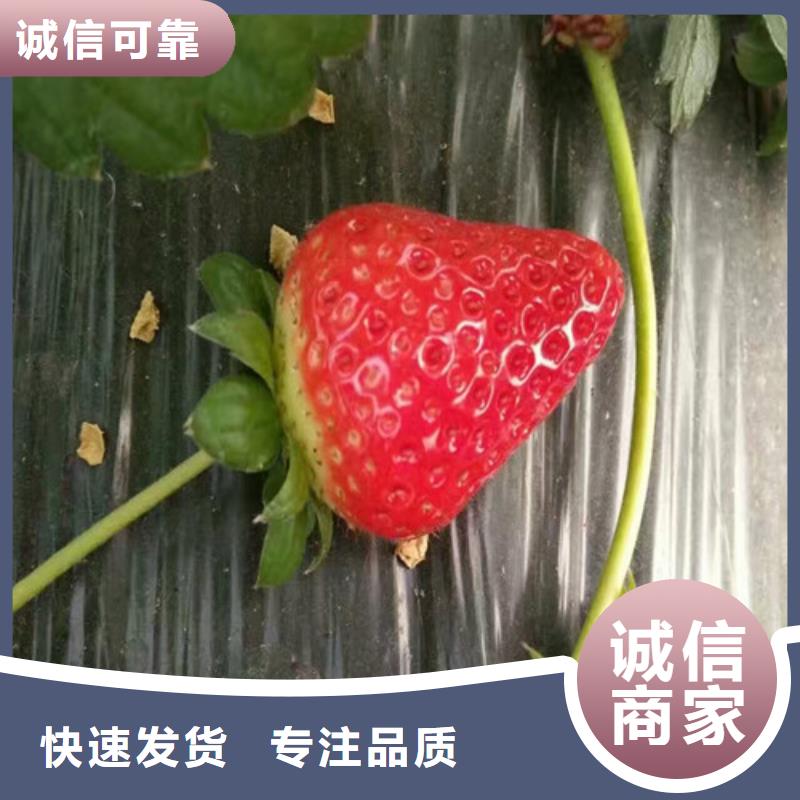 妙香7号草莓苗-妙香7号草莓苗价格透明