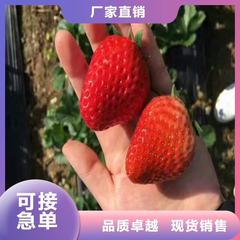 草莓种苗