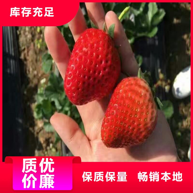 【草莓苗】-草莓苗价格出厂价