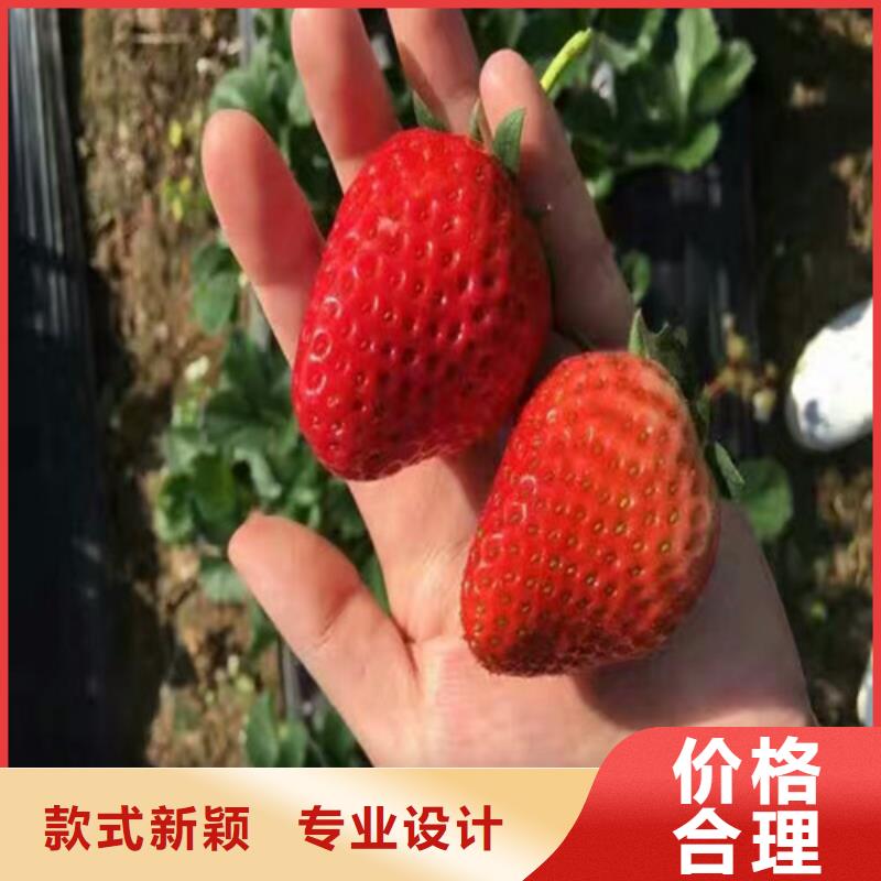 草莓苗草莓苗价格厂家规格全