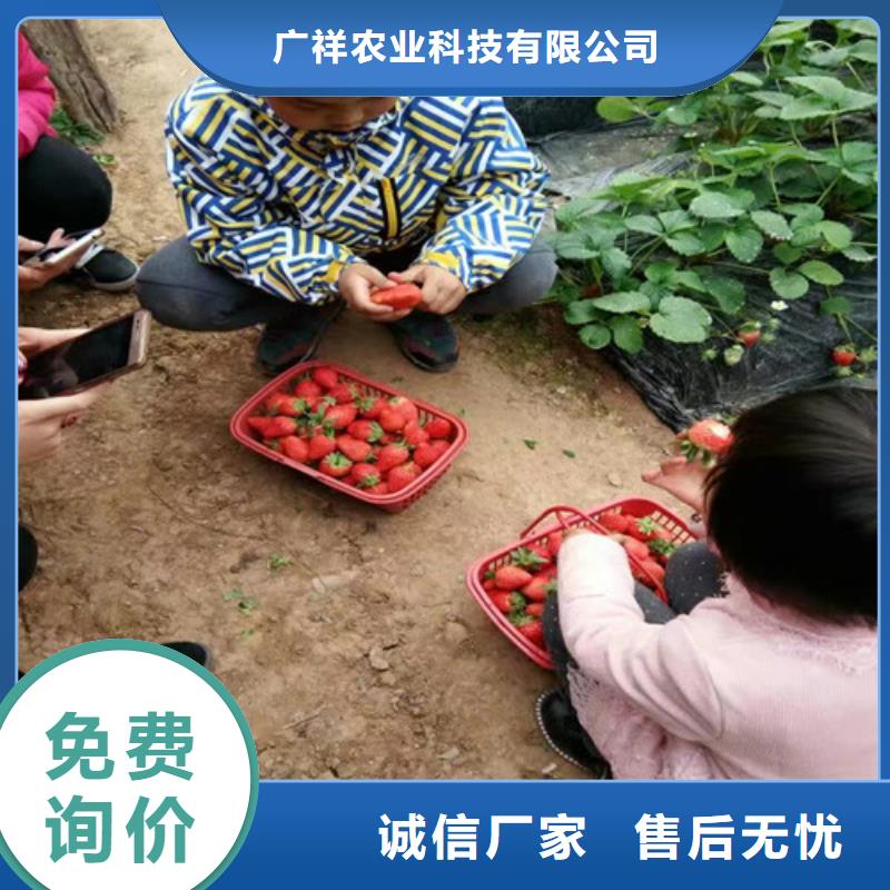 【草莓苗】苹果苗多行业适用