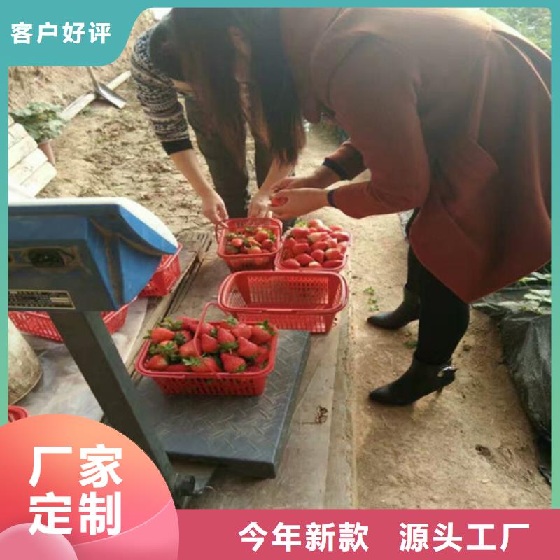 【草莓苗】苹果苗多行业适用