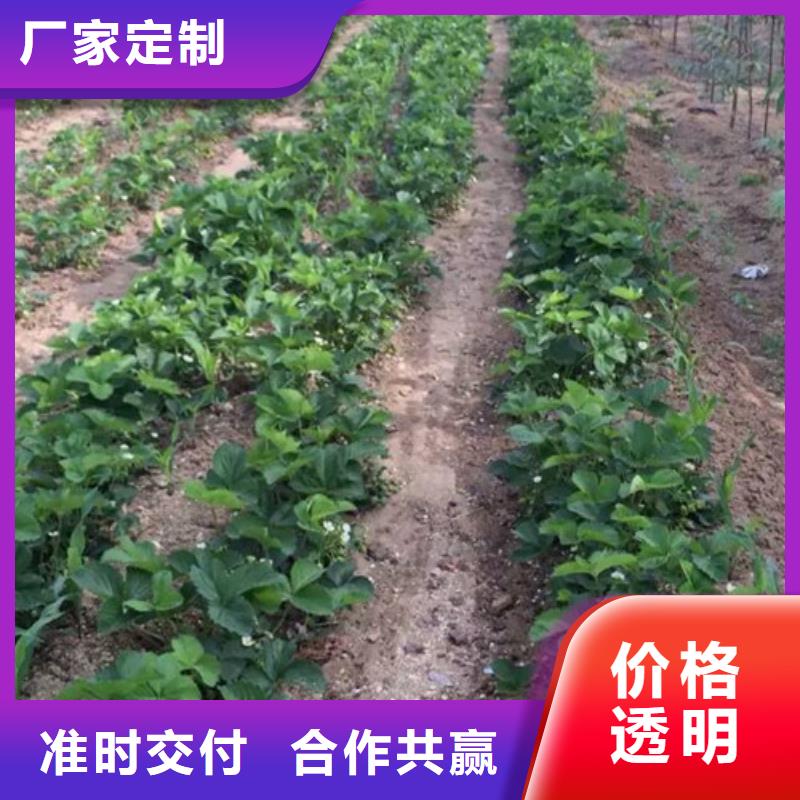 【草莓苗黄宝石梨树苗现货】