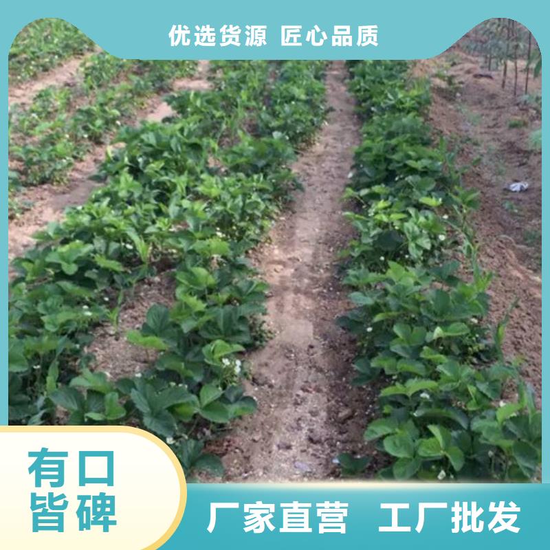 妙香草莓苗基地批发