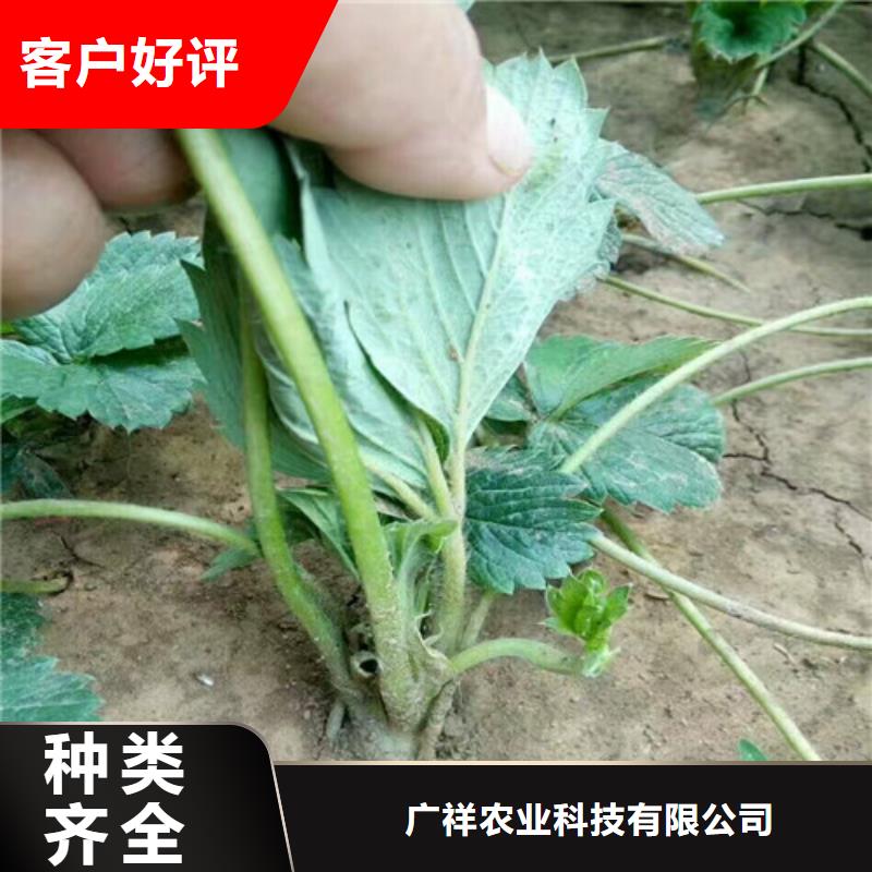 草莓苗蜂糖李子树苗敢与同行比价格