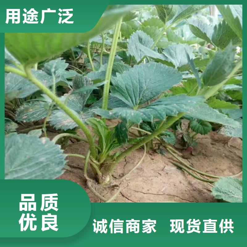 草莓苗【吉塞拉6号砧木】多种规格供您选择