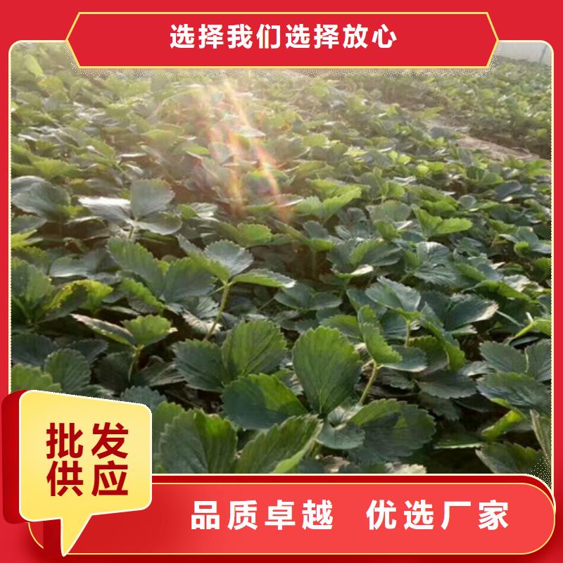 【草莓苗】黄金苹果树苗基地加工定制