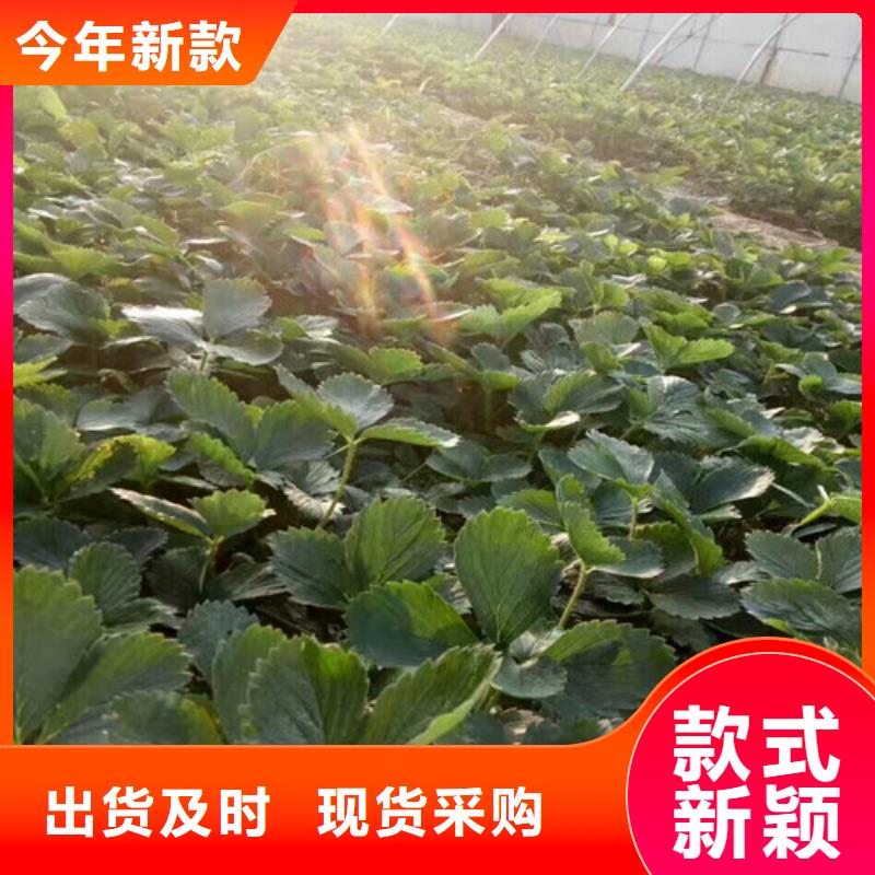 买香蕉品种草莓苗【无中间商】