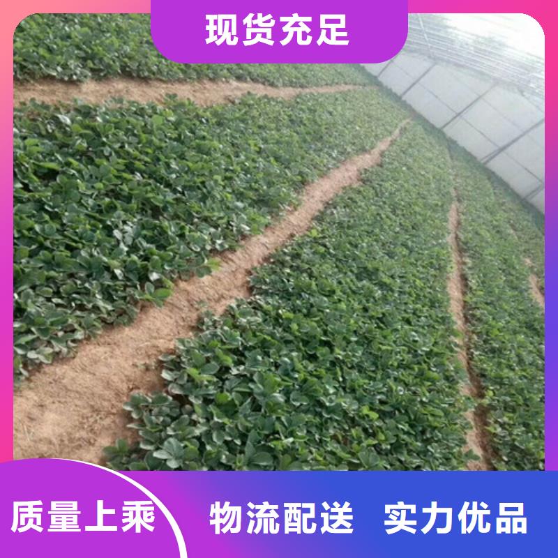 木兰奶油草莓苗品质过关