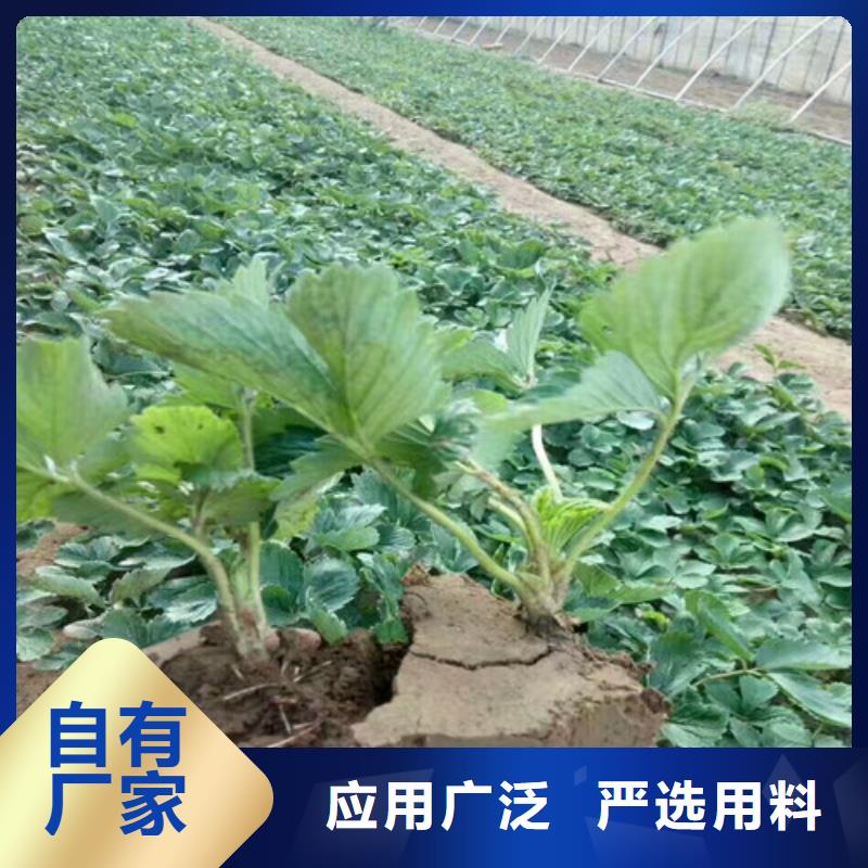 【草莓苗桃树苗基地满足多种行业需求】