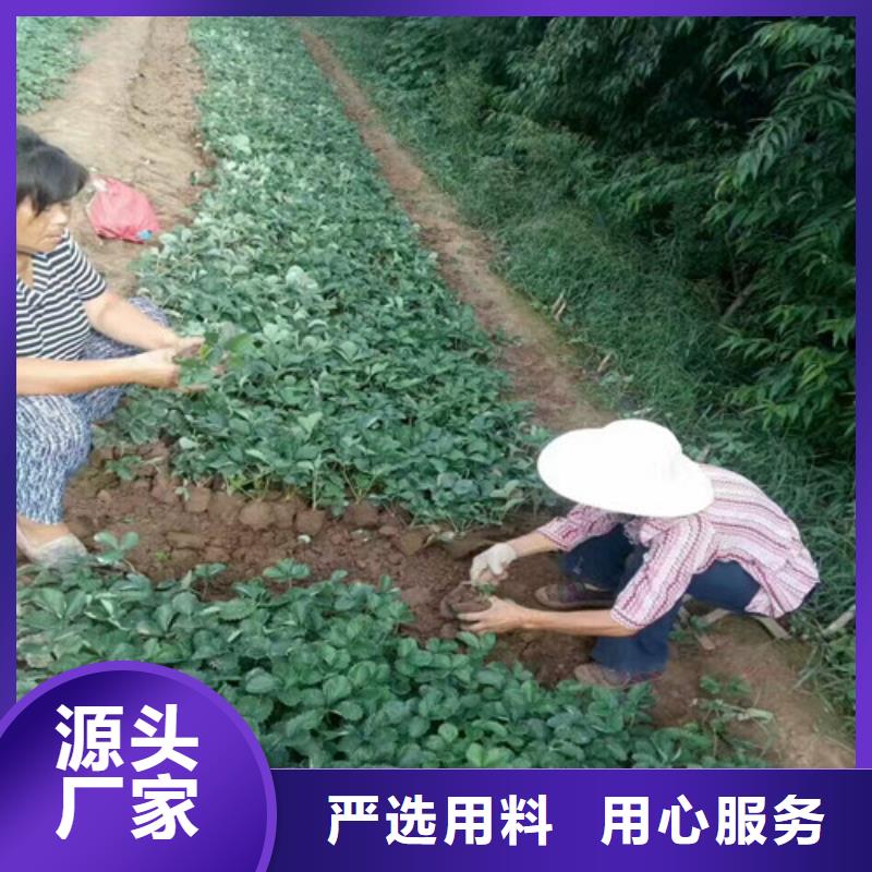 草莓苗黄金苹果树苗多年行业积累