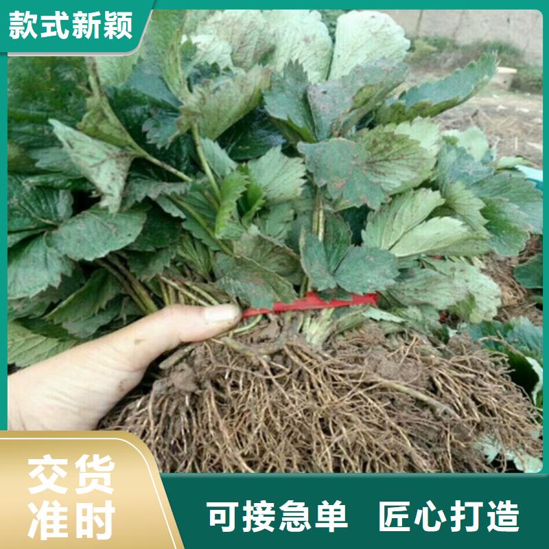 【草莓苗黄桃树苗自有厂家】