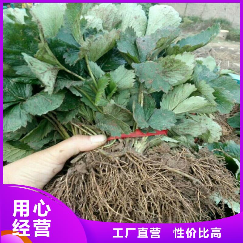 【草莓苗,苹果苗货品齐全】